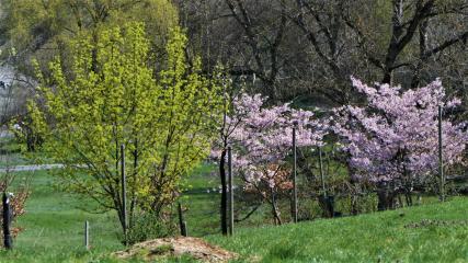 Sentier des Vergers de la Ballastière (Boucle)