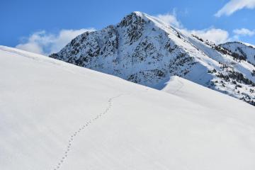 Randonnée : traces et indices de vie.