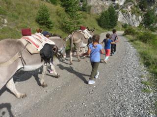 Découverte des ânes pour les enfants