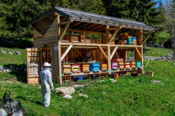 La vie des abeilles de montagne