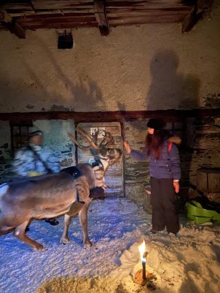 Nocturne raquettes aux flambeaux en compagnie du renne de Laponie