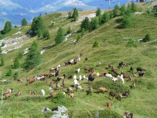 Vallandry - la Maîtaz - le Rey -Plan Peisey (Boucle)