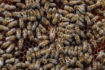 Balade découverte du monde des abeilles - Les rando du Lavvu