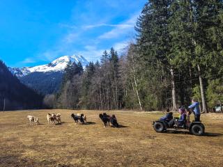 Cani kart : chiens de traineau sur roue