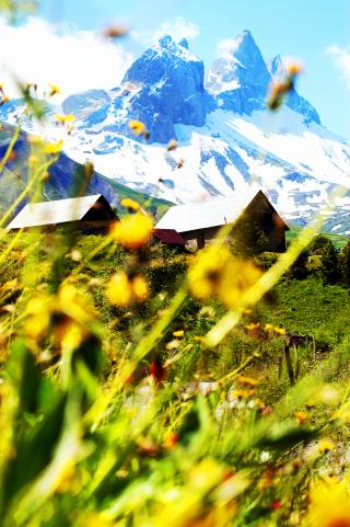 Fleurs et saveurs des alpages au Chalet d'la Croë