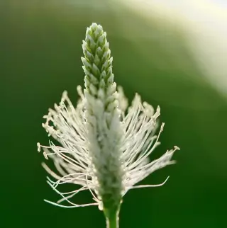 Introduction aux plantes médicinales avec CAIRN