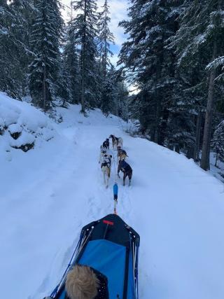 Initiation à la conduite d'attelage
