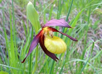 Balade à la découverte des plantes culinaires et médicinales