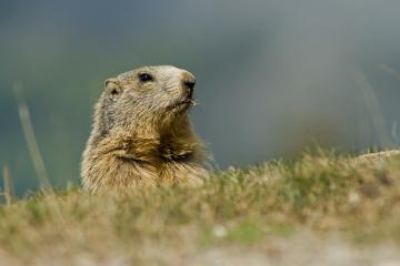 Sortie découverte des marmottes