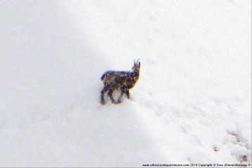 Observation des chamois