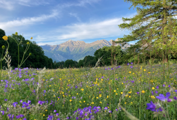 Découvrir les animaux et fleurs des forêts et alpages d’Albiez