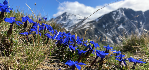 Découvrir les animaux et fleurs emblématiques de la montagne
