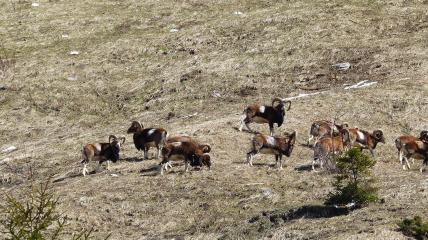 Observation grands animaux - Carole Gauthier