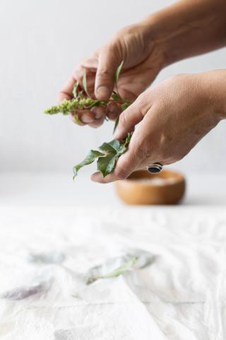 Randonnée Plantes Comestibles - Carole Gauthier