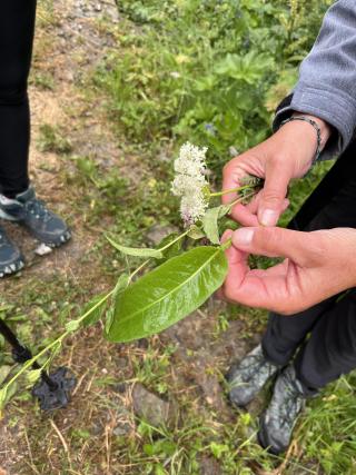 Balade à la découverte des plantes sauvages médicinales et culinaires