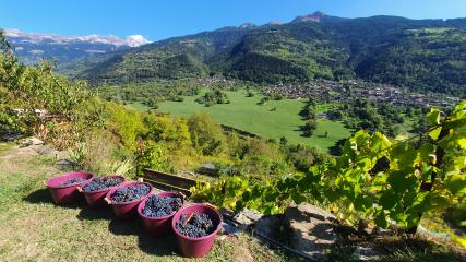 Itinéraire de randonnée pédestre : Sentier des Vignes