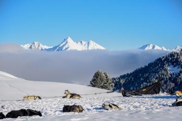 Hors Trace Aventure - Baptême en chiens de traineau