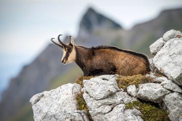 Sortie nature : observation chamois, tourbière et goûter en alpage