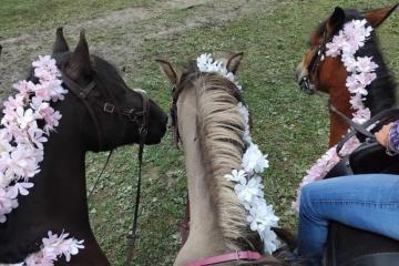 Balade à poney et stages - Les Crins Sauvages