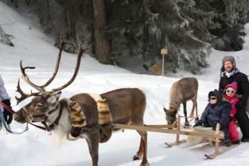 Balade en traineau à rennes