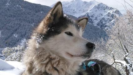 Activités avec chiens de traineaux