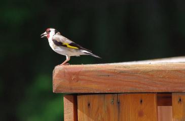 Reconnaitre et nourrir les oiseaux de montagne