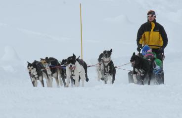 Chien de traîneau - Mountain Master