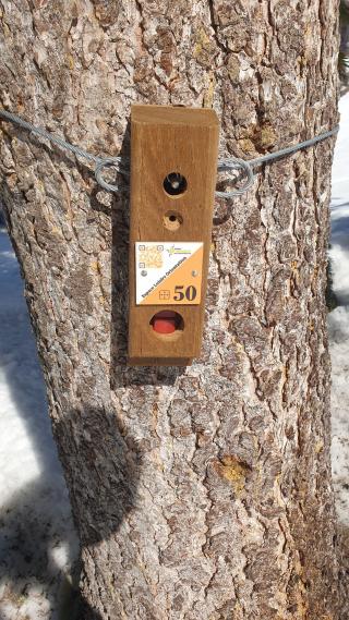 Parcours d'orientation : ski de fond