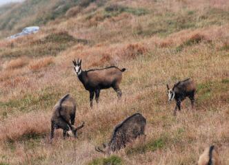 Observation des chamois