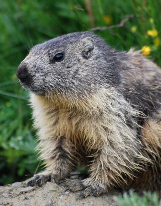 Petit déjeuner face aux marmottes