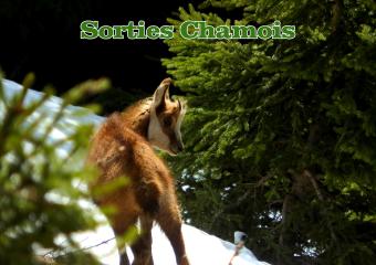Sortie thématique encadrée : Observation de chamois