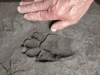 Quelle est cette empreinte ?