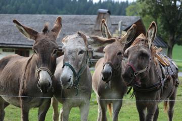 Balade accompagnée d'un poney, d'un âne ou d'un lama avec Les Galopins