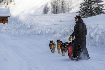 Baptême/balade en traîneau à chiens