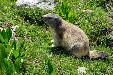 La vie secrète de la marmotte