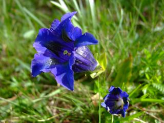 Flore de Vanoise