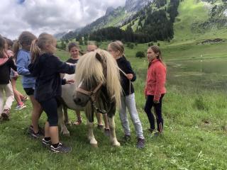 Balade à poneys et ânes en autonomie