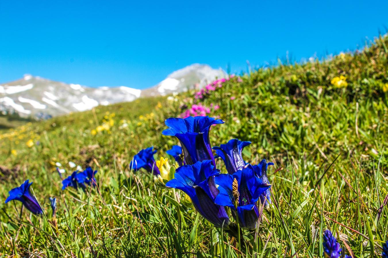 Descubra 48 kuva fleur des montagnes edelweiss - Thptnganamst.edu.vn
