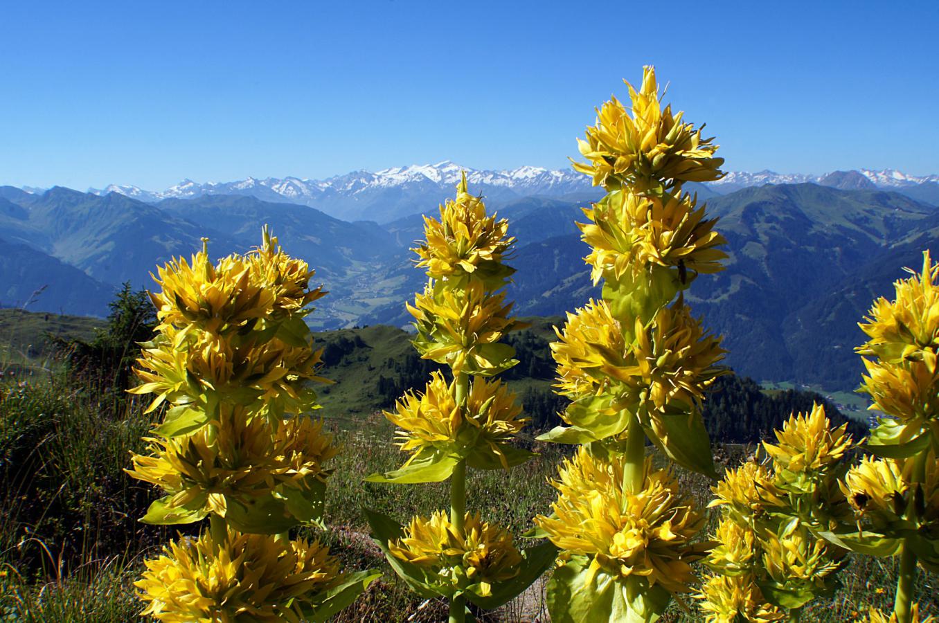 Les fleurs de montagne - Montagne Vacances