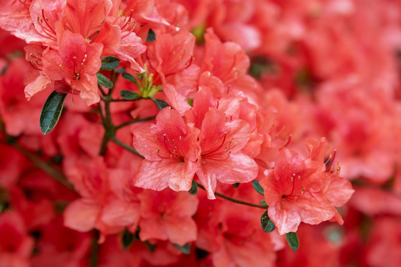 Les Fleurs De Montagne Lactualité Des Stations De