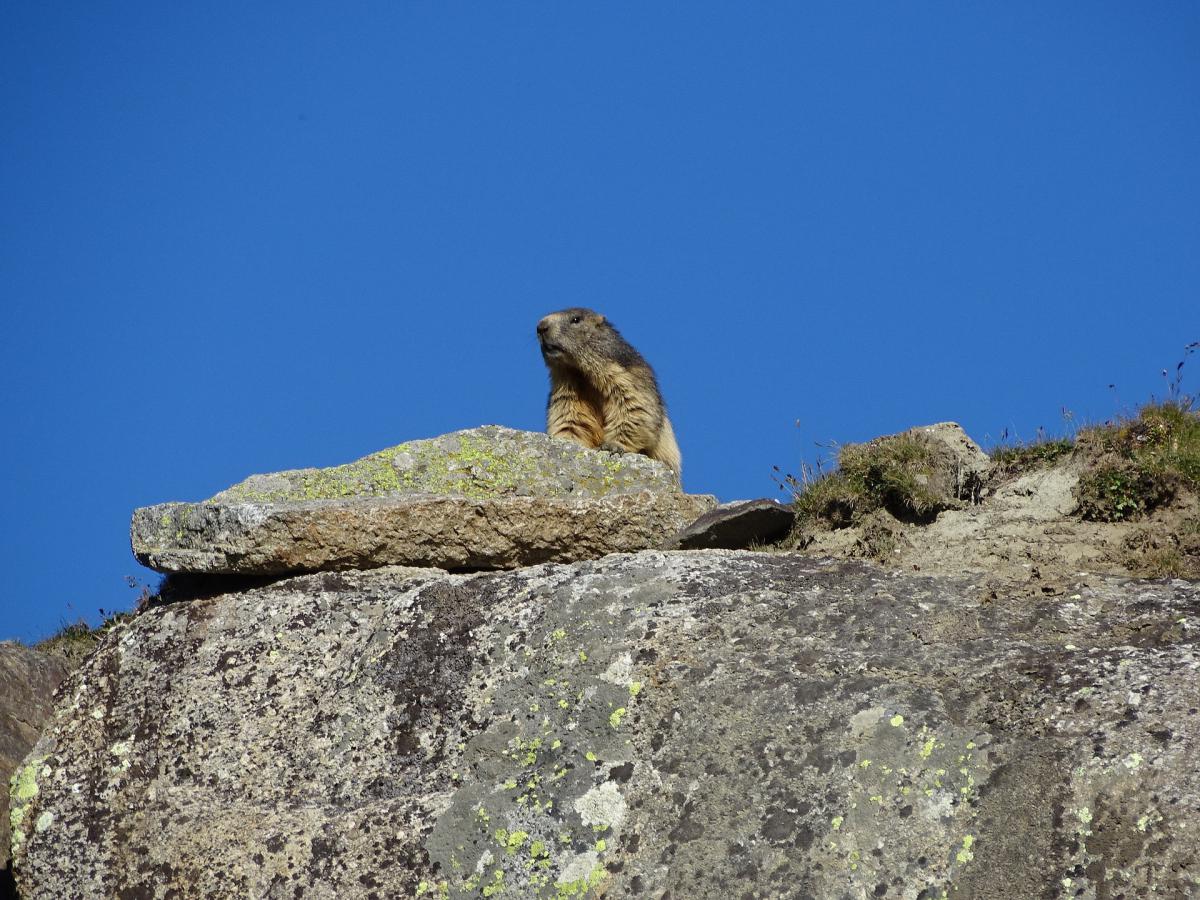 Où et quand voir des marmottes en montagne ? Où et quand voir des marmottes en montagne ?