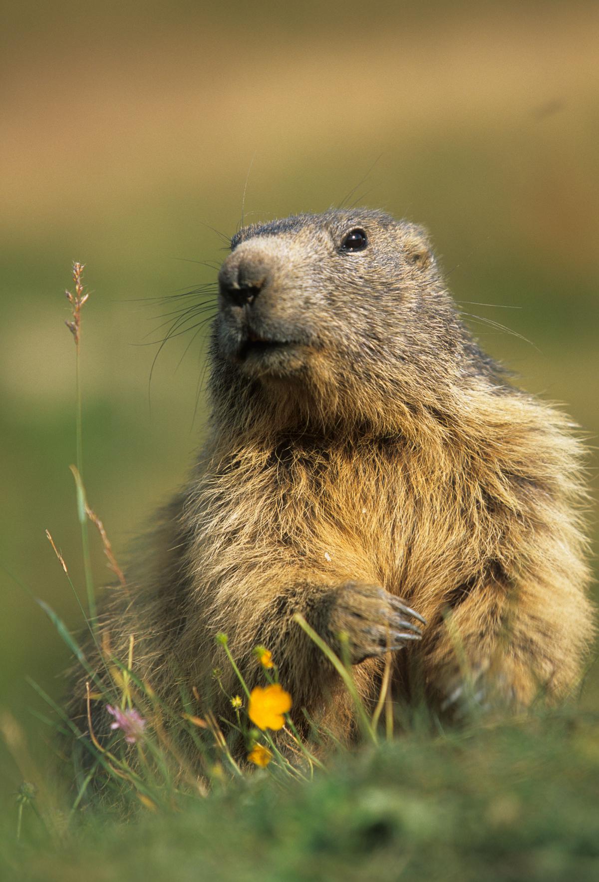 https://docs.montagne-vacances.com/actualites/large/ou-et-quand-voir-des-marmottes-en-montagne-1665.jpg