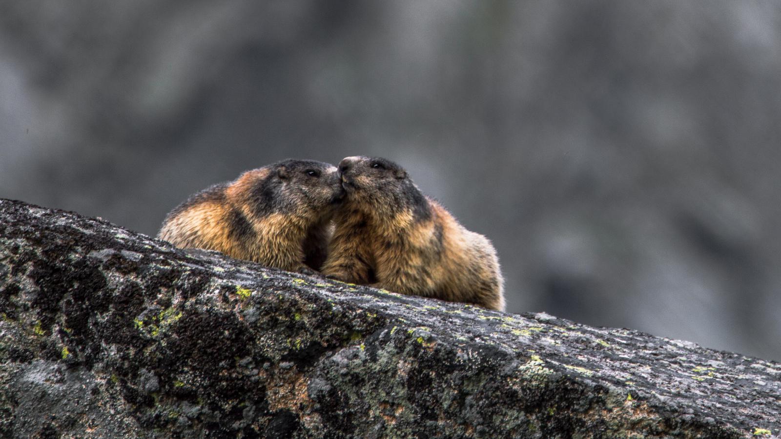 Où et quand voir des marmottes en montagne ?