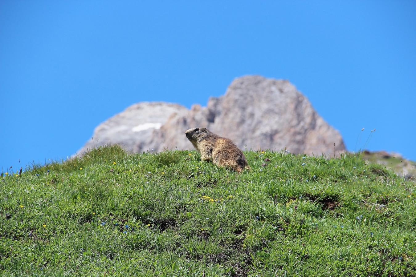 Où et quand voir des marmottes en montagne ?