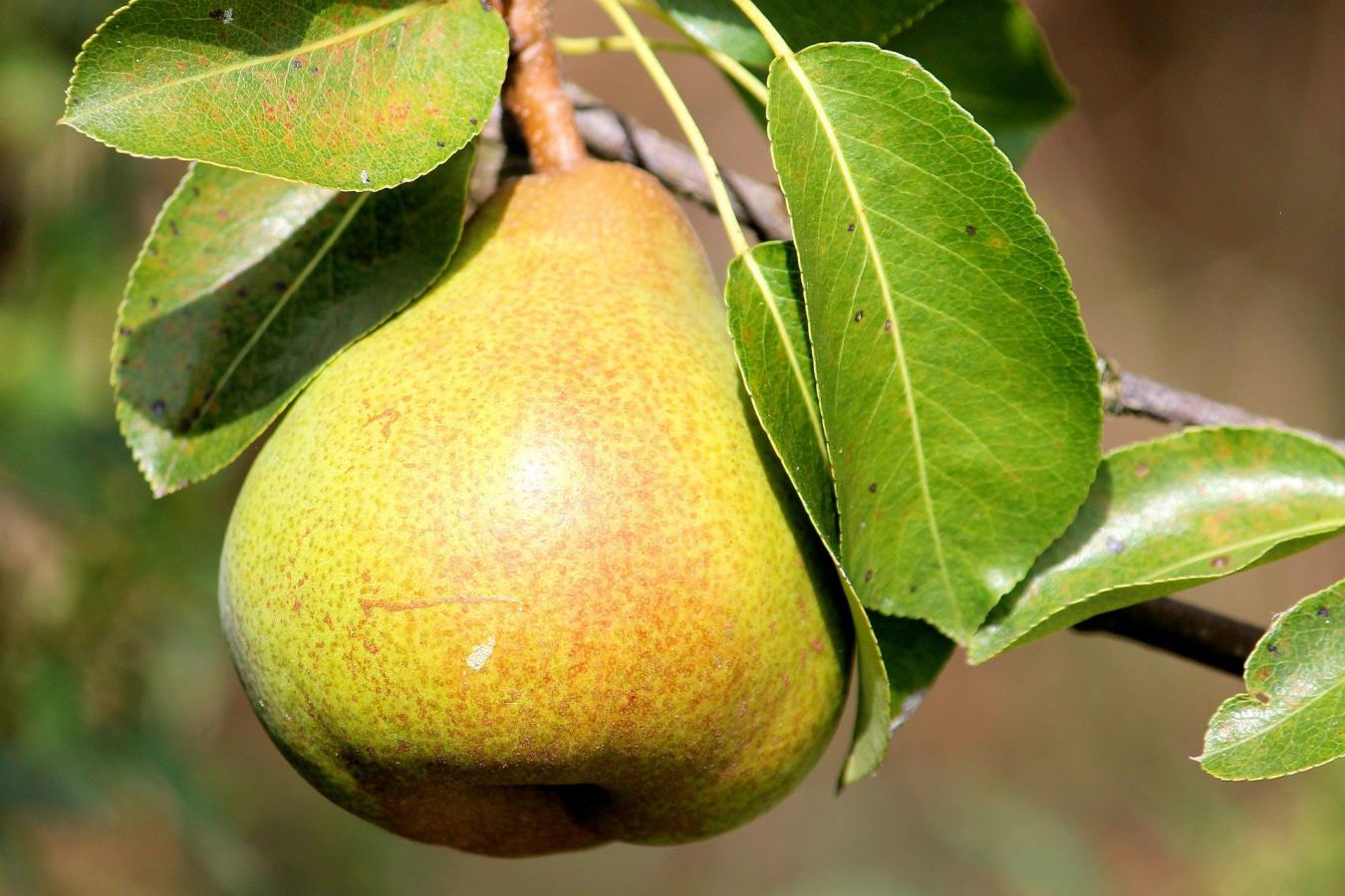 Quels sont les fruits de Savoie ? Quels sont les fruits de Savoie ?