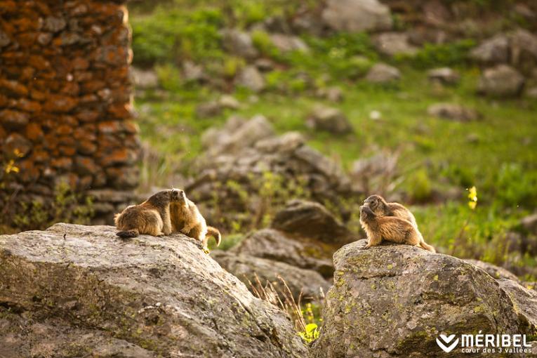 Où et quand voir des marmottes en montagne ?