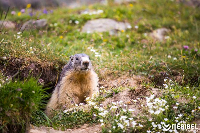 Où et quand voir des marmottes en montagne ?