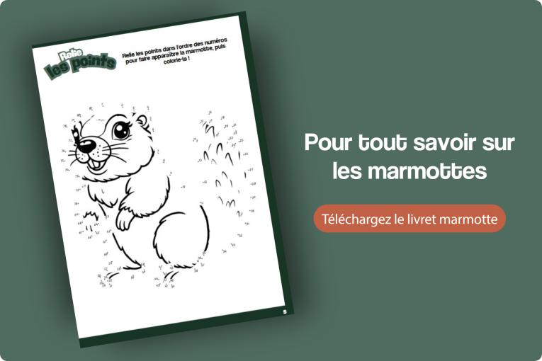 Où et quand voir des marmottes en montagne ? Où et quand voir des marmottes en montagne ?