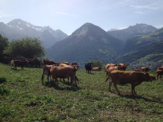 Les fromages de Savoie Mont Blanc