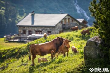 Où visiter une ferme en montagne pendant vos vacances d'été ? 
